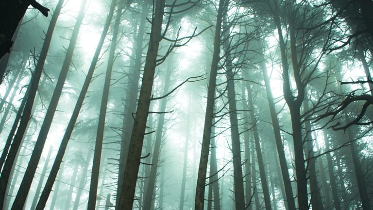 Deforestation for Profit or a Healthy Planet, You Choose