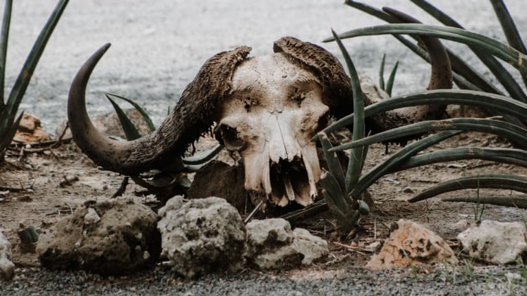 Across All Africa, Water Conflict Threatens Security, Health, and the Environment