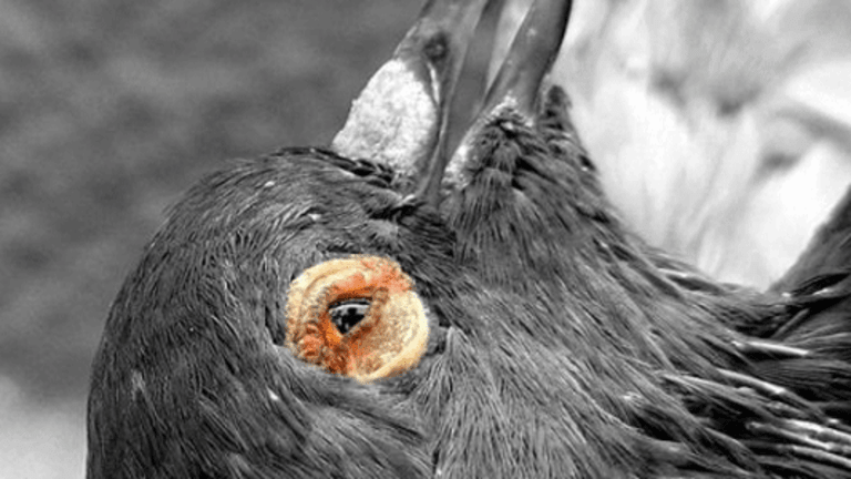 Why Do Politicians Support Animal Cruelty?