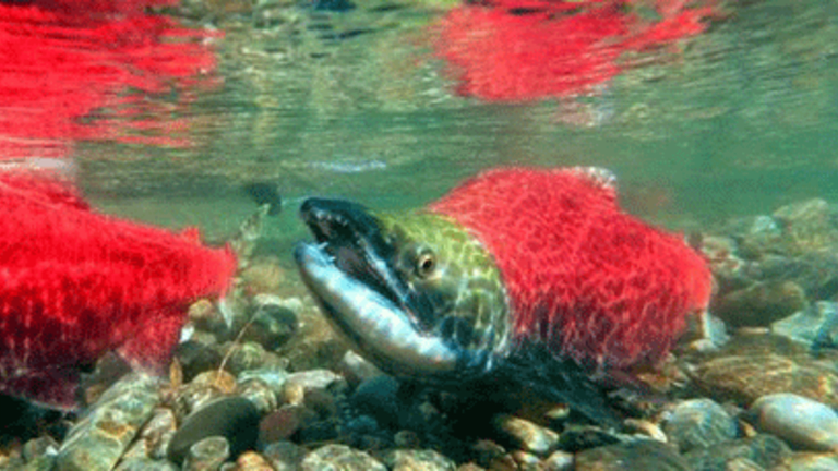 Genetically Engineered Salmon: Coming Soon To Sushi Near You?