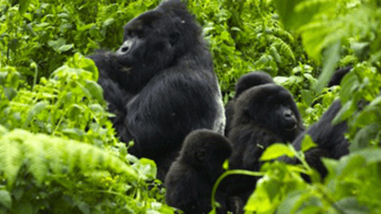Mountain Gorillas and Humanity Face Breaking Point in Eastern Congo
