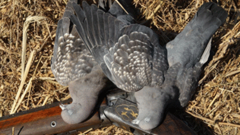Pigeon Shoots: Pennsylvania Politics Continues to Override Humane Actions