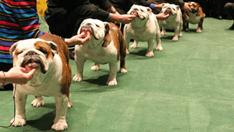 Dogs Against Romney Speak Out!