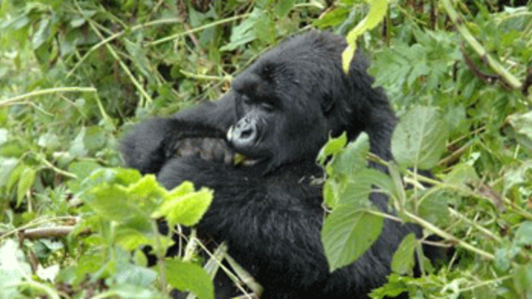 Mountain Gorillas Again Used As Pawns in Western Propaganda War