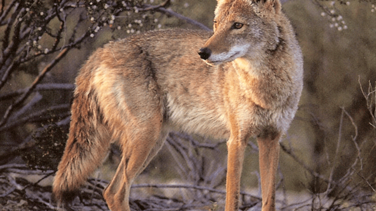 No Honor in Killing ‘God’s Dog’