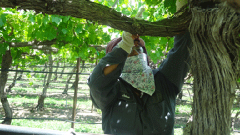 Farm Worker Heat Death: California's Harvest of Shame