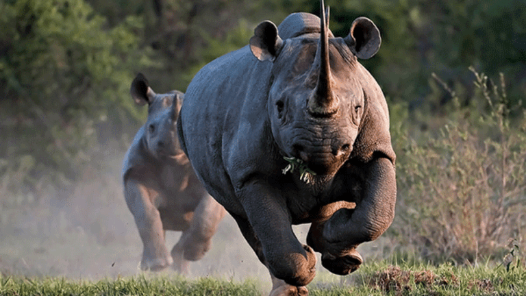 Rabbits, Endangered Rhinos, and the Dallas Safari Club