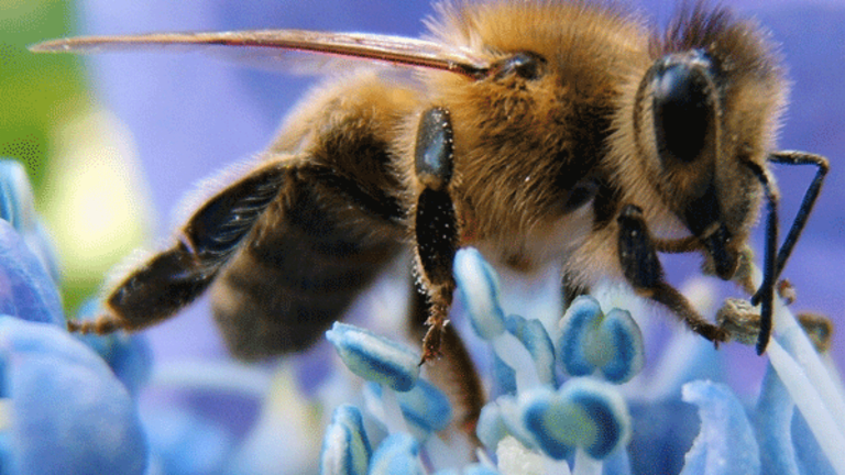 As Europe Bans Bee-Harmful Pesticides, US Should Take Lead
