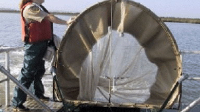 DFG Touts 'Improved' Delta Smelt Numbers as Pumps Kill Millions of Splittail