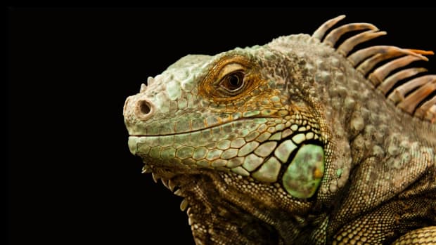 Types of reptile pets 2025