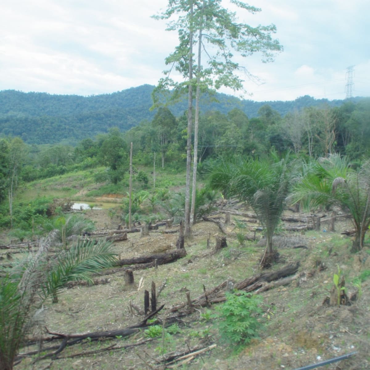 How avoiding Palm Oil in soap making could INCREASE deforestation