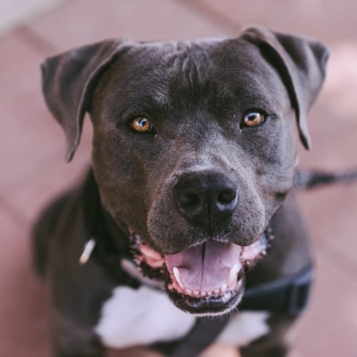 Tetanus shot for dogs online