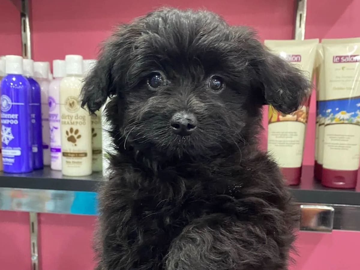 Pomapoo Perfection Discovering the Charm and Personality of This