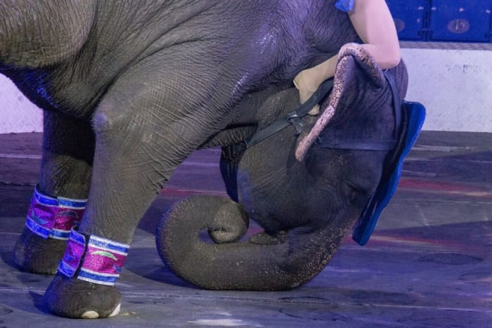 Captive Elephants