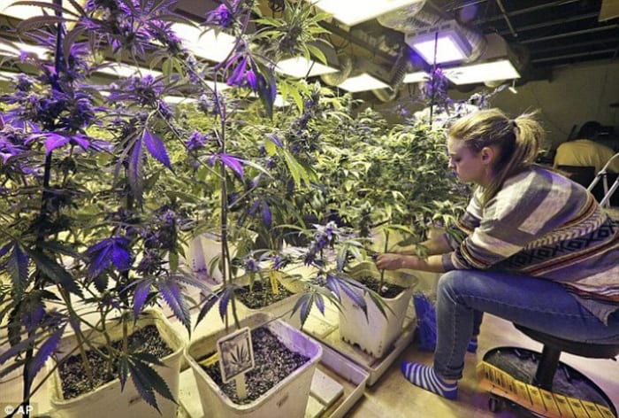 Legalizing Marijuana
