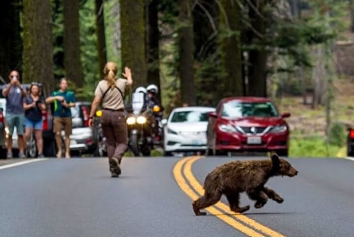 Yosemite National Park