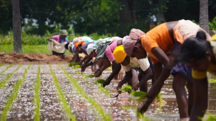 Indian Farmers