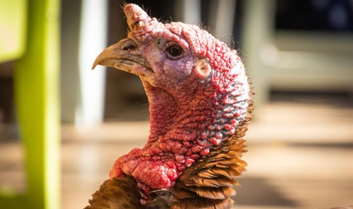 10 Thanksgiving Myths We Believed