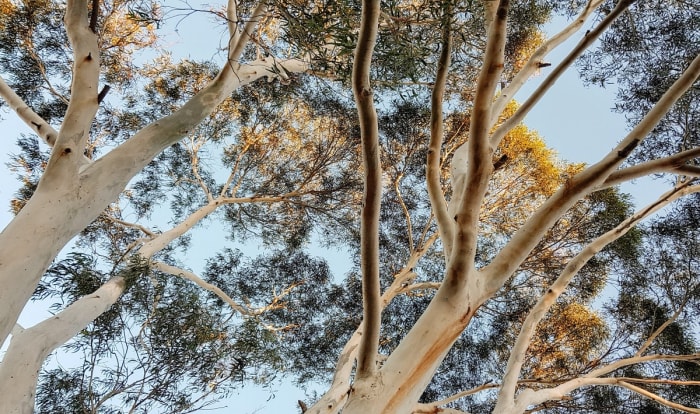 Nature-Based Climate Solutions