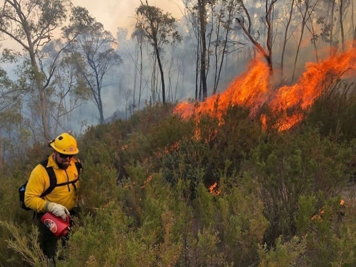 wildfires and biodiversity