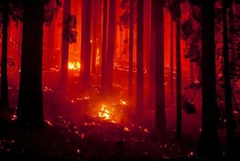 Fire Ecology