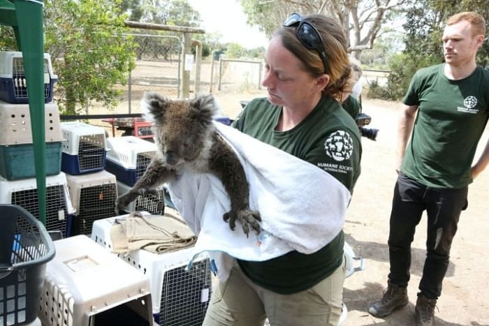 can biodiversity reduce wildfires