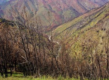 Fire Ecology