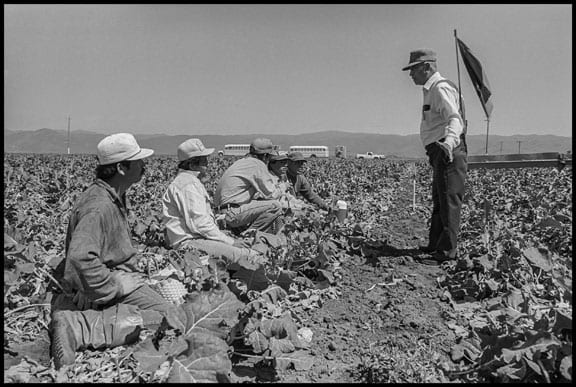 An organizer, on leave from his job as a lettuce worker, talks with D'Arrigo Brothers broccoli cutters on their lunch break. (1994)