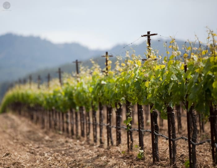 Wine Tasting in California May Never be the Same