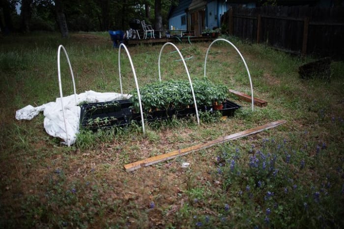 marijuana growers