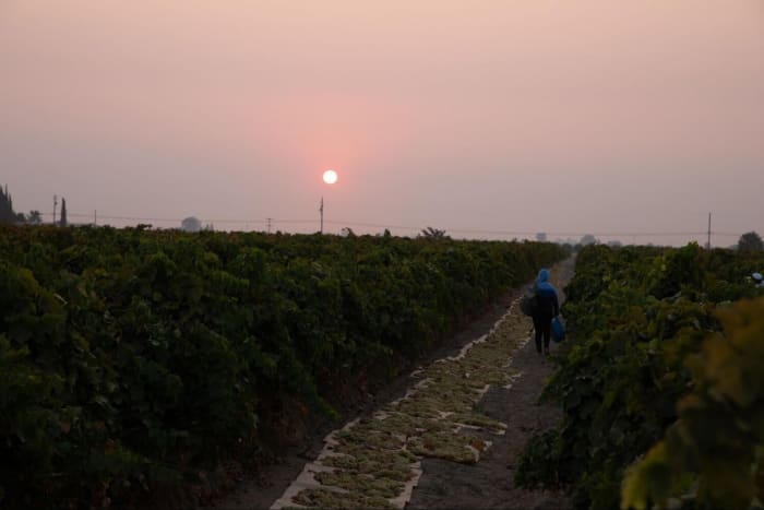 At the end of the day, Silvia Garcia packs her tools leaving behind half of the grape vineyard row for tomorrow's work day. Photo by Zaydee Sanchez for palabra