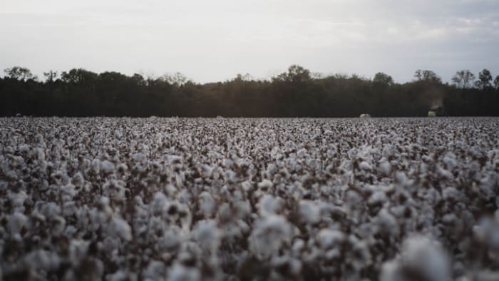 Capitalist Foundations of Racialization