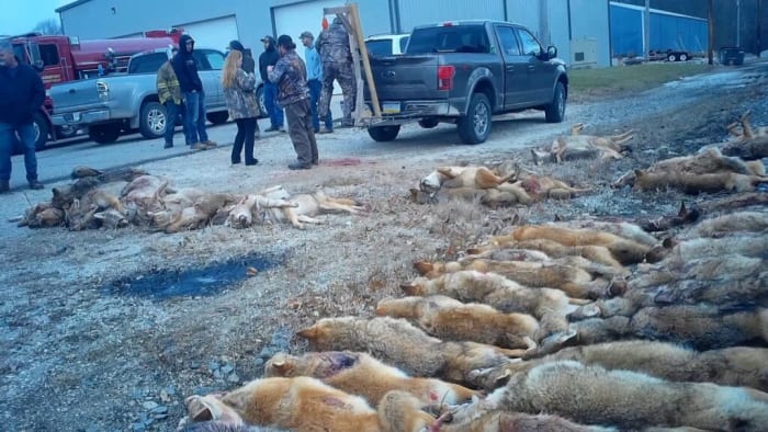 Killing contest contestants bring their dead coyotes to be weighed and counted, Williamsport Fire Department, Williamsport, Indiana, on December 6, 2020. (Photo credit: The HSUS)