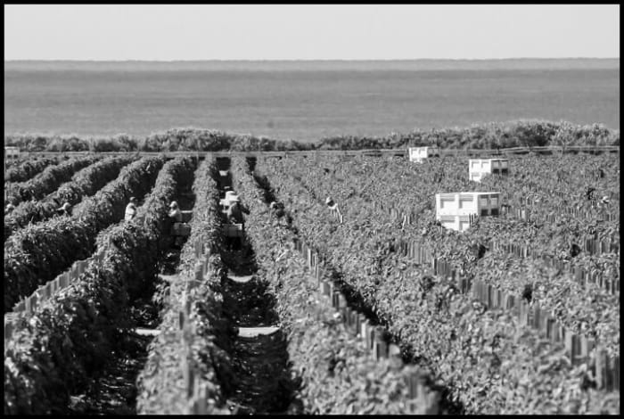 Guest Farm Workers