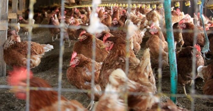 Workers in the Poultry Industry Score Win Over Bosses