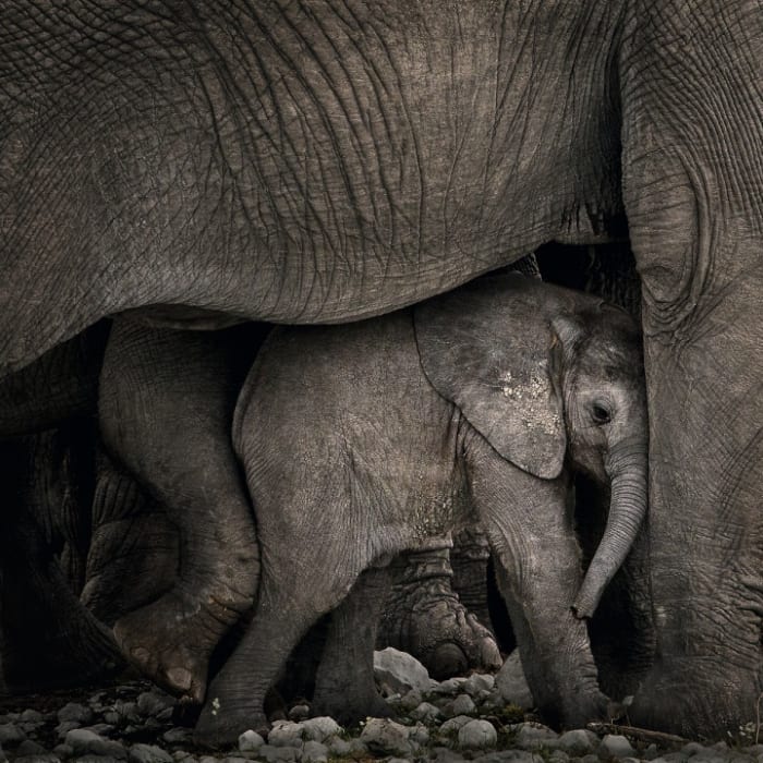 Wildlife Photography