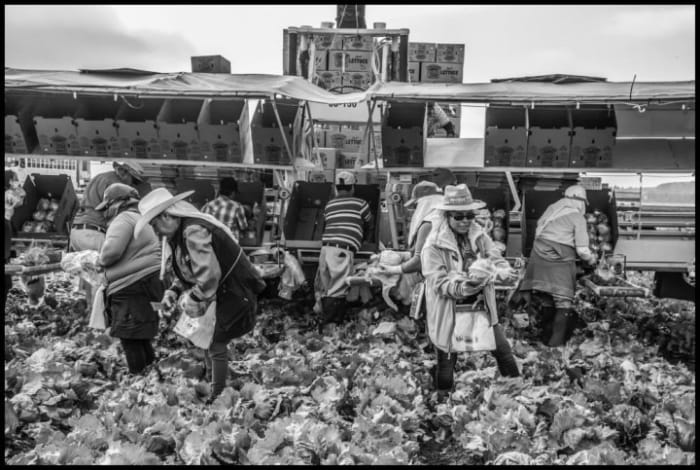 A crew of union workers harvests lettuce in 2018 at D’Arrigo Brothers behind the lettuce machine.