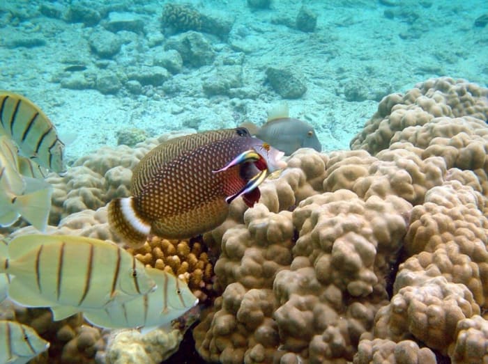 Cleaner wrasses (Labroides sp.) working on gill area of dragon wrasse (Novaculichthys taeniourus), on a reef in Hawaii. In a 2019 study, cleaner wrasses became the first fish ever observed to pass the mirror test, indicating self-recognition. (Photo credit: Mbz1/Wikipedia)