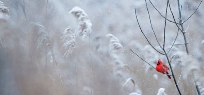 Winter in America