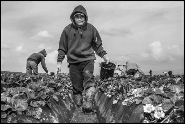 Picking strawberries in the mud in Santa Maria. (Photo: David Bacon)