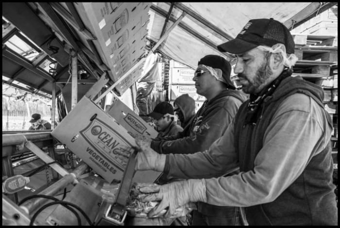 On a crowded lettuce machine in Winterhaven, California, the distance between workers is much less than six feet.