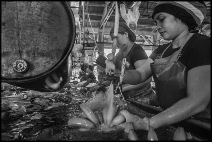 Yussi Titio washes bananas in the DARBCO packing shed. Photo copyright © 2020 by David Bacon. Copyright David Bacon
