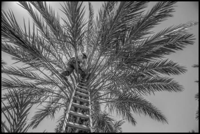 date palms