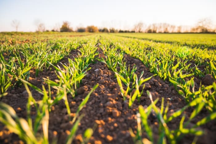 Food System Fragility and How to Localize it