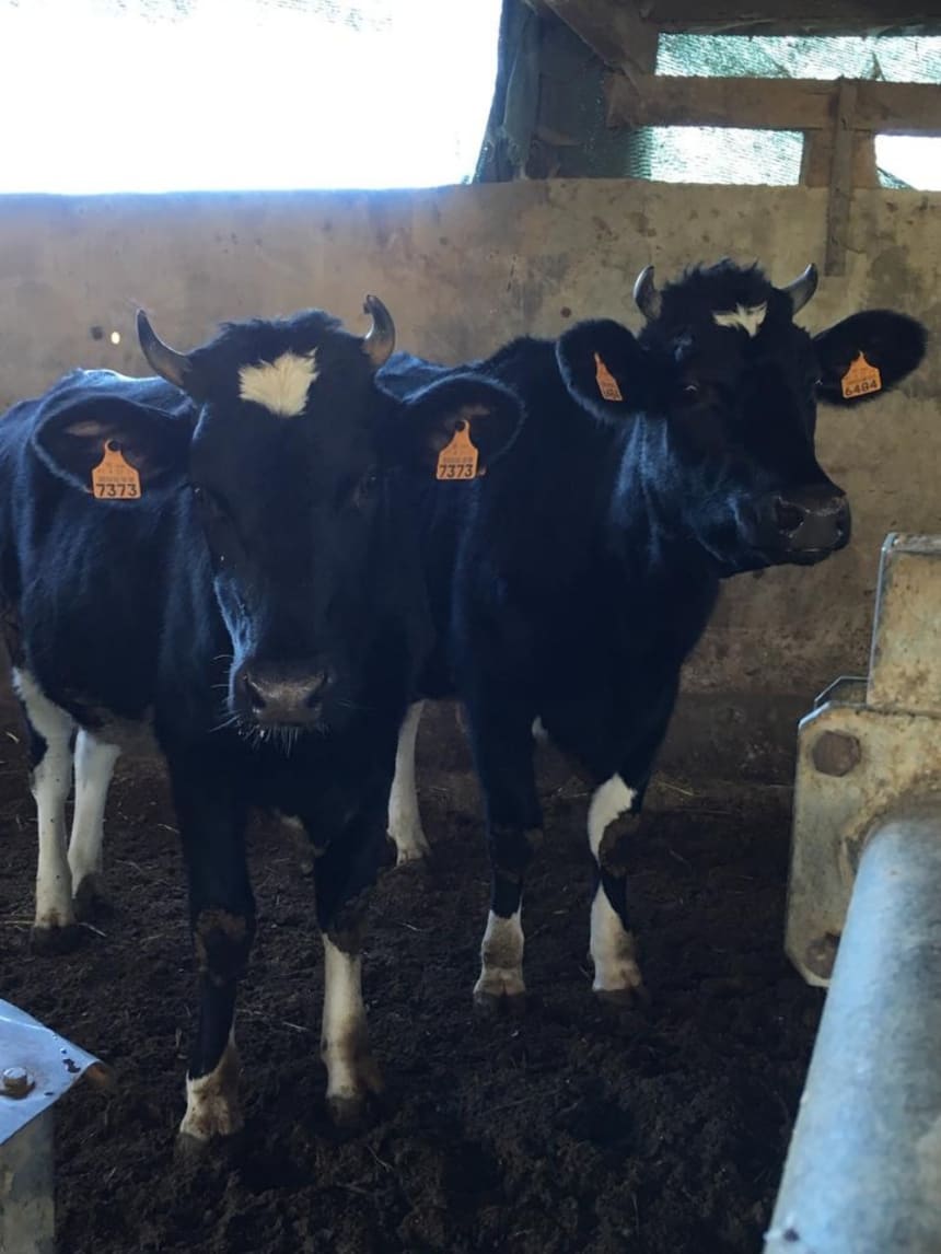 A local dairy farm in Portugal, where the author and others witnessed the separate holding of calves and older cows. Cows were locked in during feeding time, some with nose rings. Nose rings are a standard tool in the beef or dairy industry to prevent cows from nursing. Calves and cows that still required milk were fed formula in buckets or from simulated udders. Though cows live up to 20 years, they are slaughtered between 12-22 months of age for beef or under 30 months for their pericardiums. (Photo credit: Maureen Medina)
