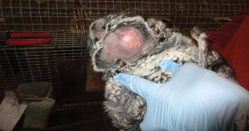 During the hearing, the USDA stated that some chinchillas suffered from swellings the size of eggs or golf balls and indicated (over Moulton's objections) that they were in pain. Photo by USDA.