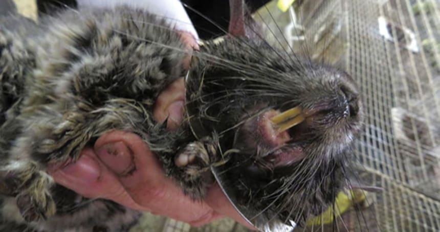 This chinchilla had overgrown teeth that caused excessive drooling and prevented her from closing her mouth normally and chewing her food properly. Photo by USDA.