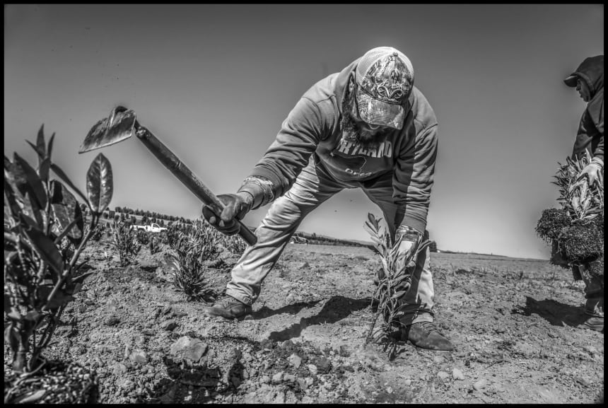 Alfonso Guevara, an H-2A worker in Oregon, uses a short-handled hoe, “el cortito," that has been banned in California since 1975 because repeated use causes damage to the spine. In California, AB 857 would require his crew boss to give him a list of his rights, including the prohibition of this kind of work. Photos by David Bacon.