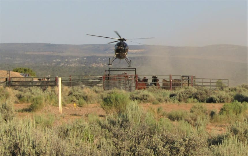 Wild Horses Brutally Uprooted, Non-Native Private Livestock Preferred