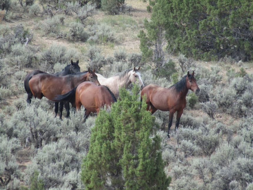 Wild Horses Brutally Uprooted, Non-Native Private Livestock Preferred